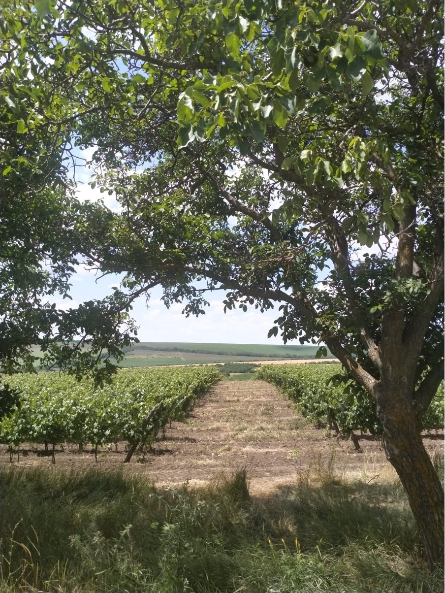 Moldova’s Rural Labor Crisis